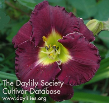 Daylily Brother AO
